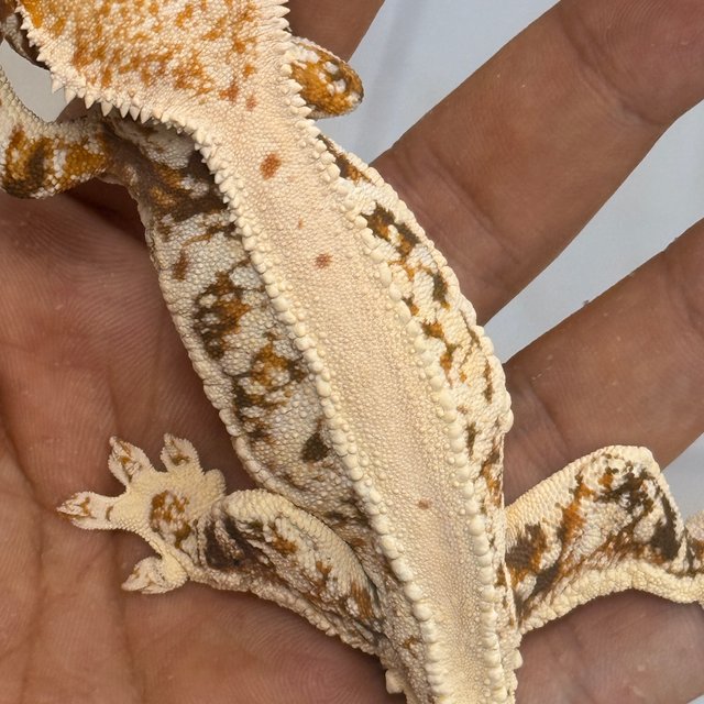 Lilly White