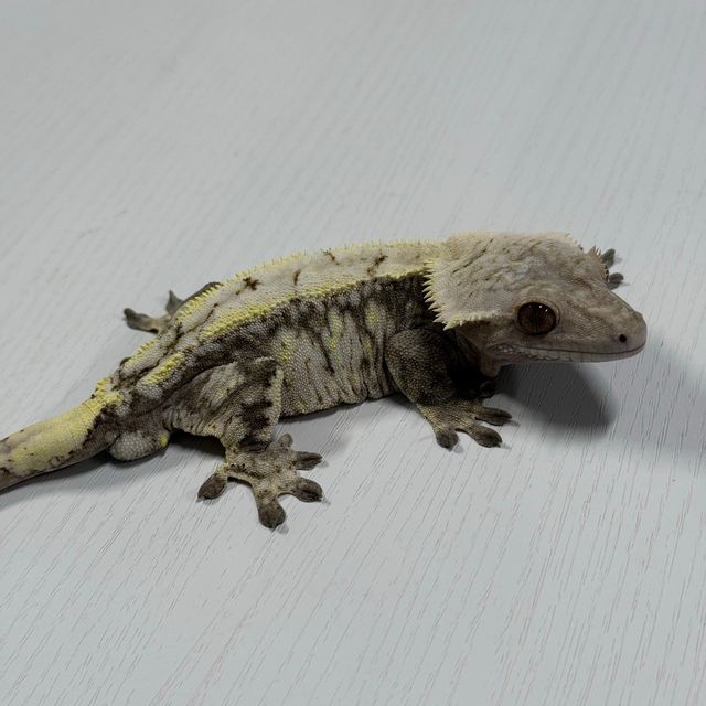 세이블