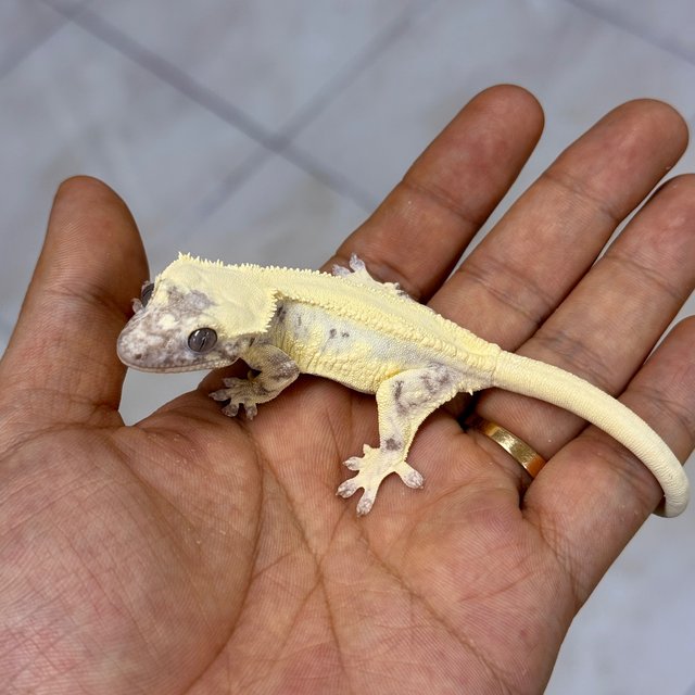LW Sable Axanthic