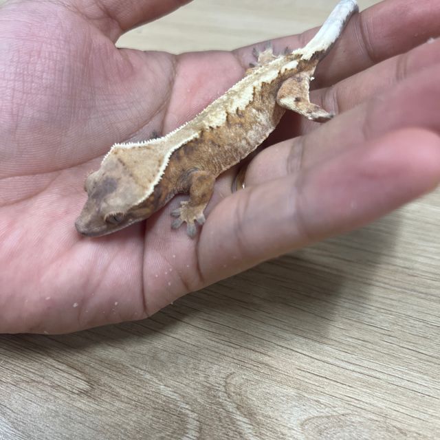 세이블