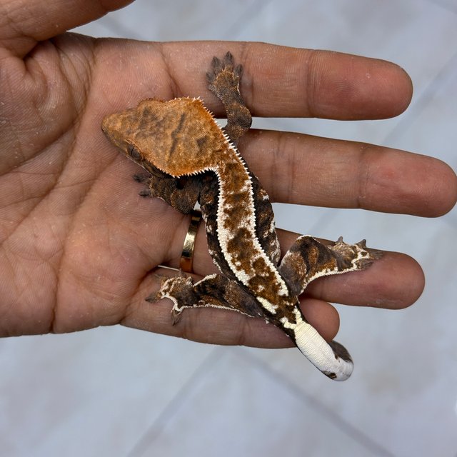 Cappuccino 100% Het Axanthic