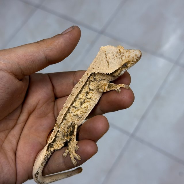100% Het Axanthic Normal