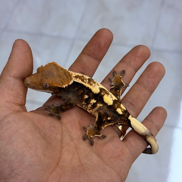 세이블 100%헷아잔틱