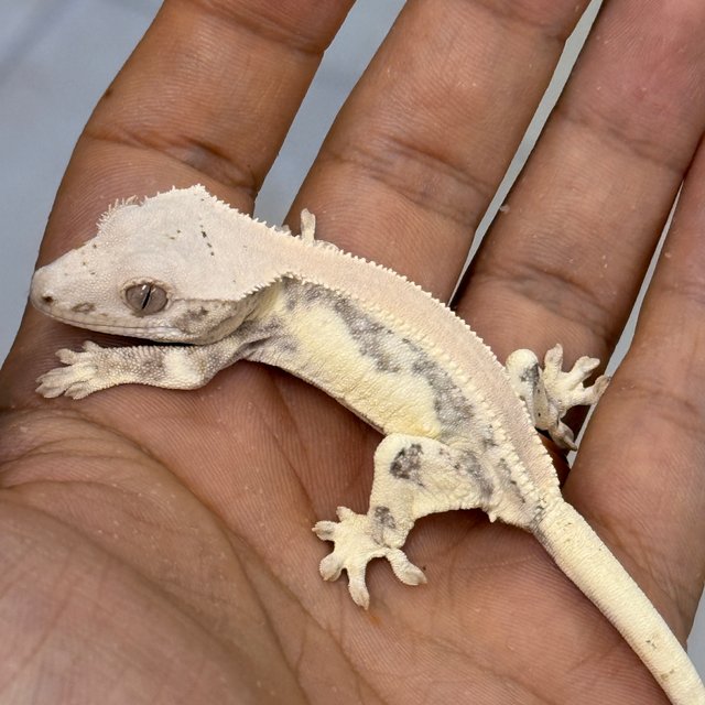Lilly White