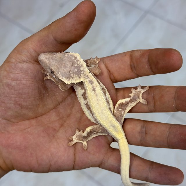 LW Sable 100% Het Axanthic