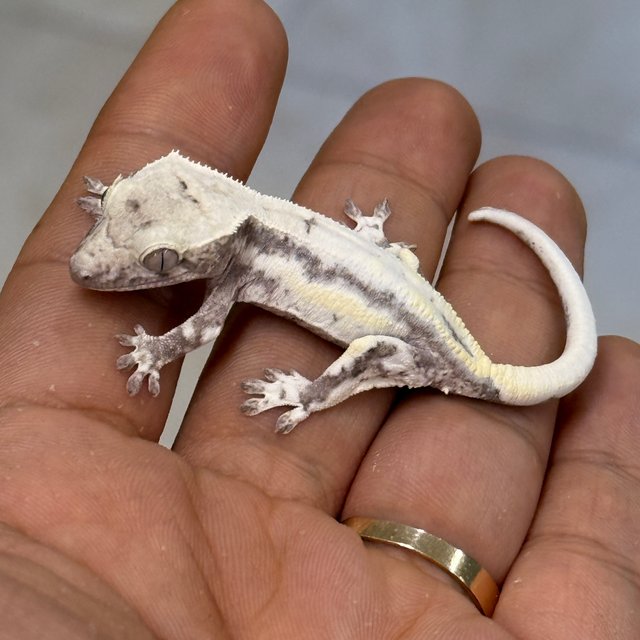 LW Sable Axanthic