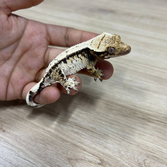노멀