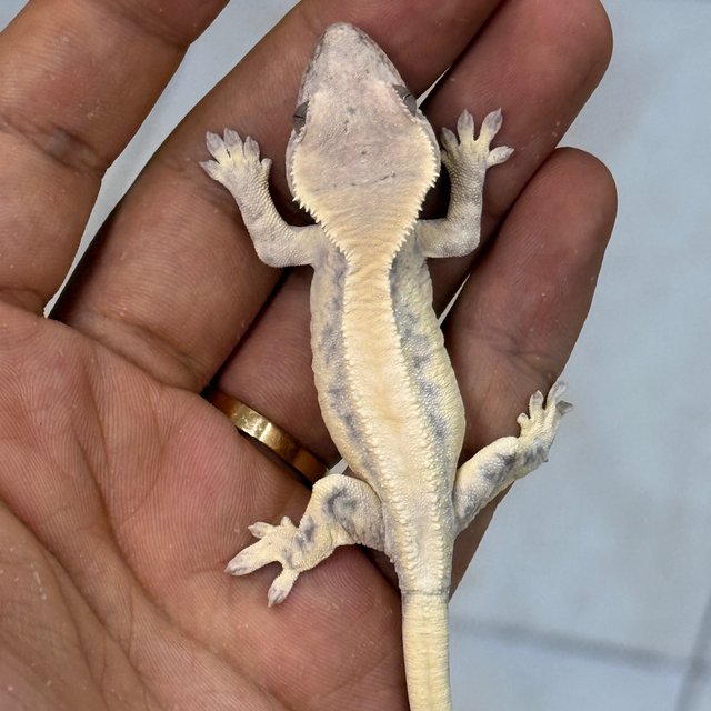 100% Het Axanthic LW Sable