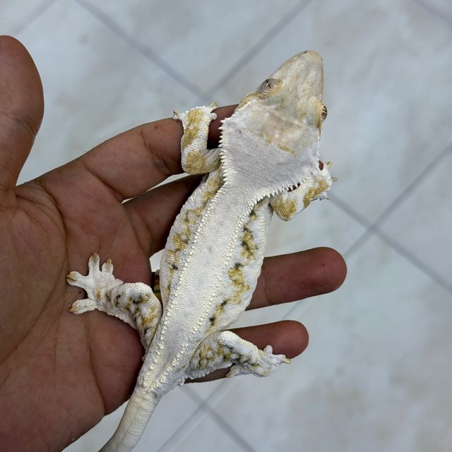 Lilly White