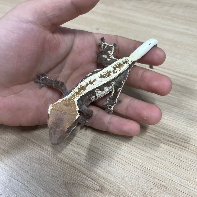 카푸치노