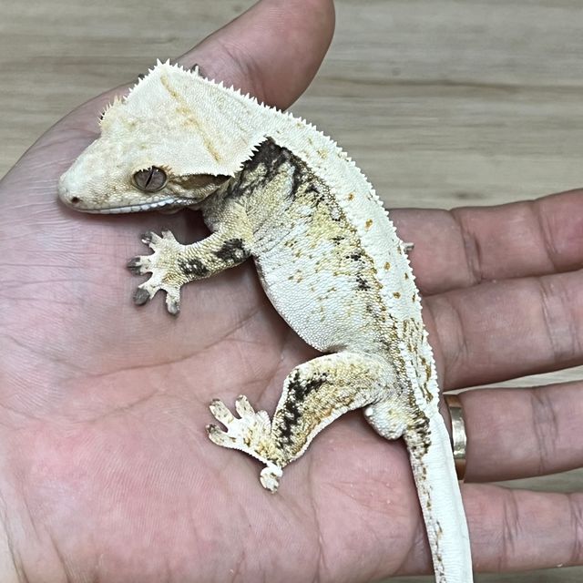 노멀