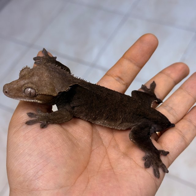 Axanthic Cappuccino