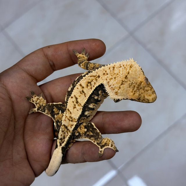 100% Het Axanthic Normal