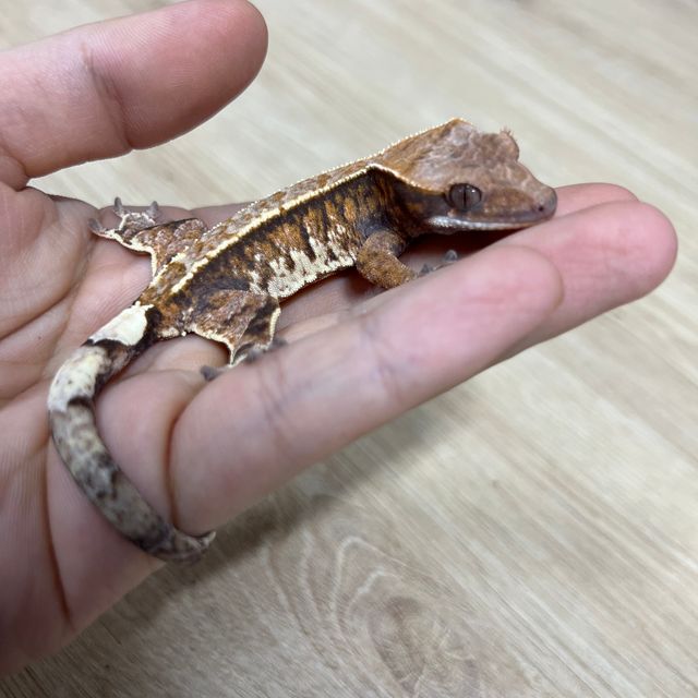 카푸치노
