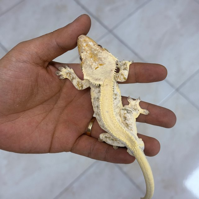 릴리100%헷아잔틱