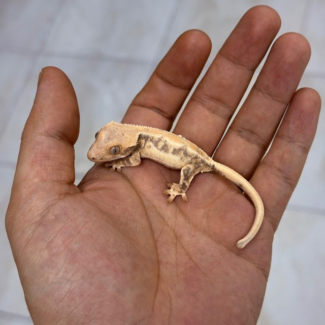 100% Het Axanthic 100% Het Chocho Lilly White