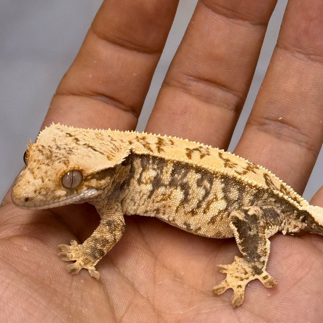 Normal 100% Het Axanthic