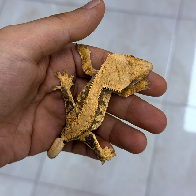 Normal 100% Het Axanthic