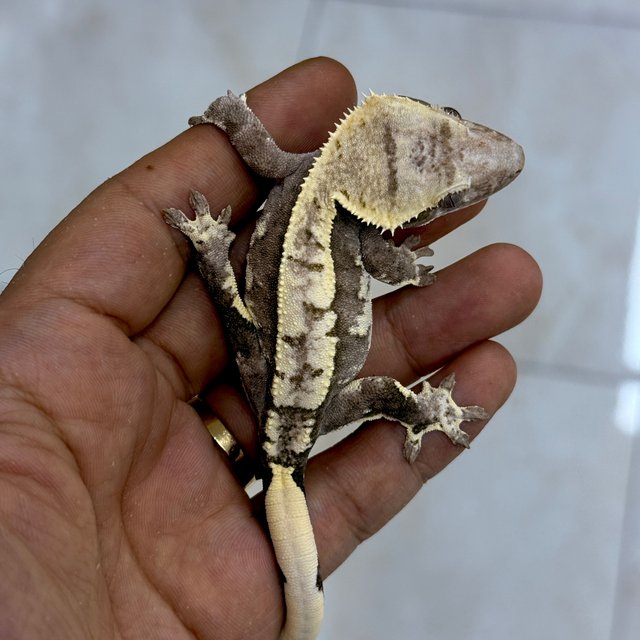 Axanthic
