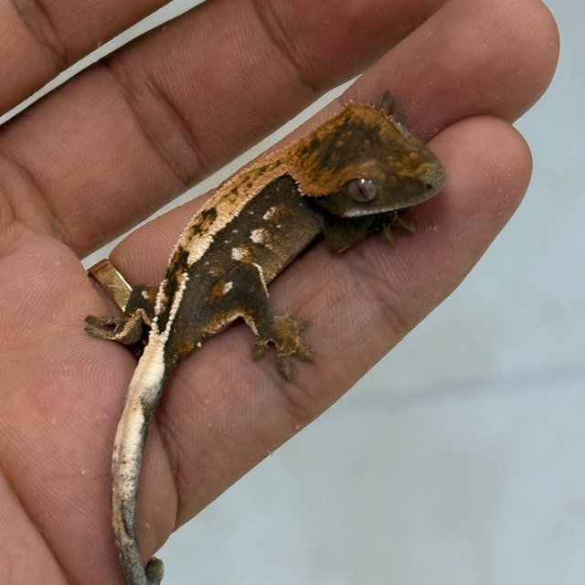 세이블 100%헷아잔틱