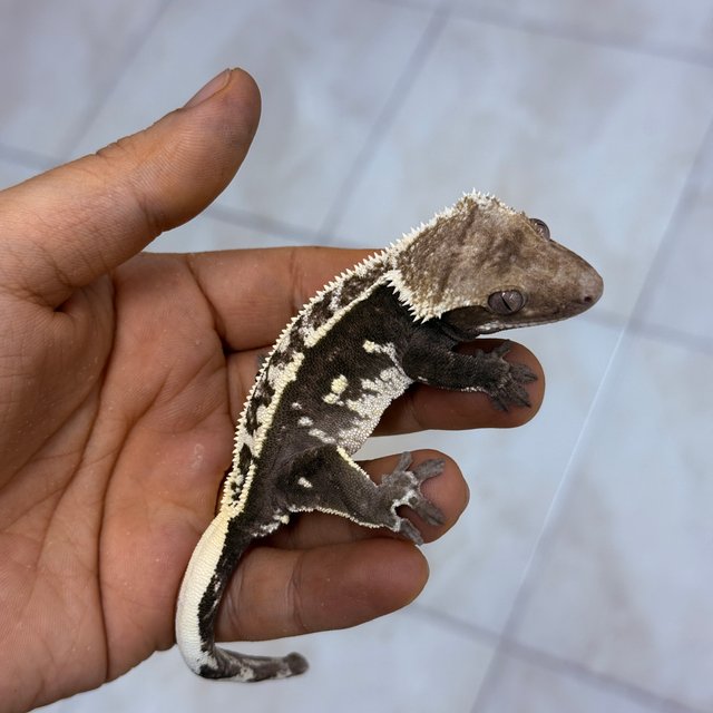 Axanthic