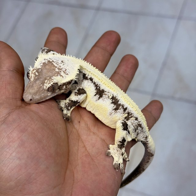 LW Sable