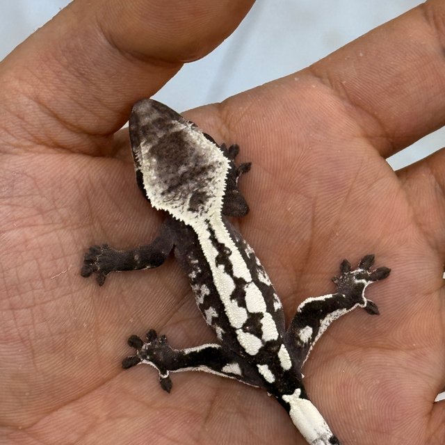 Sable Axanthic
