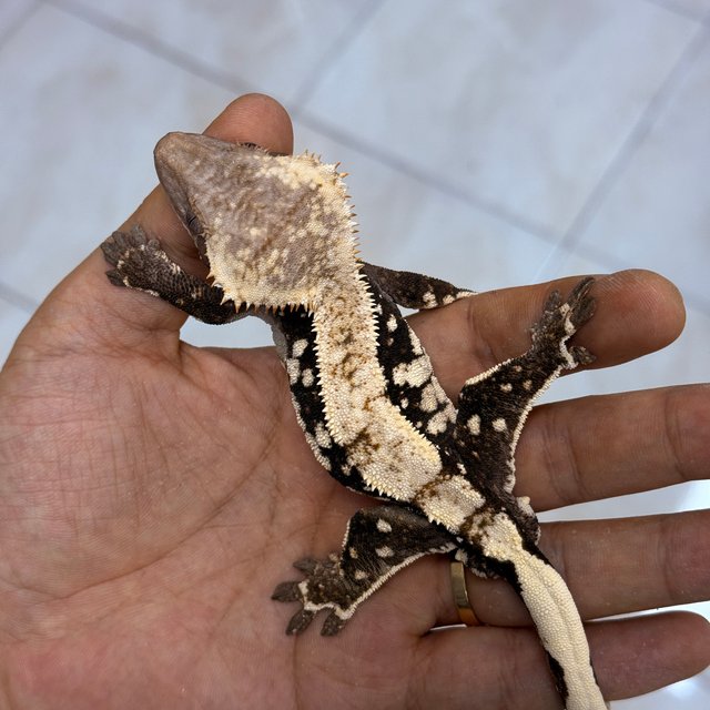 Chocho