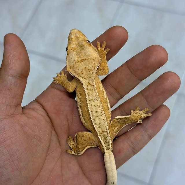 Normal 100% Het Axanthic