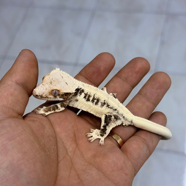 릴리화이트 100%헷아잔틱