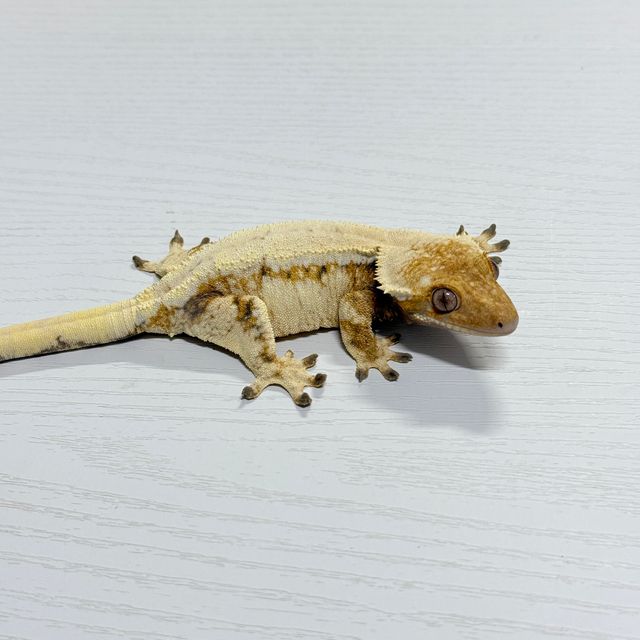 세이블