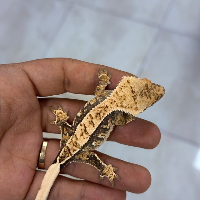 100% Het Axanthic Normal