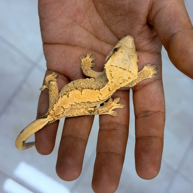Normal