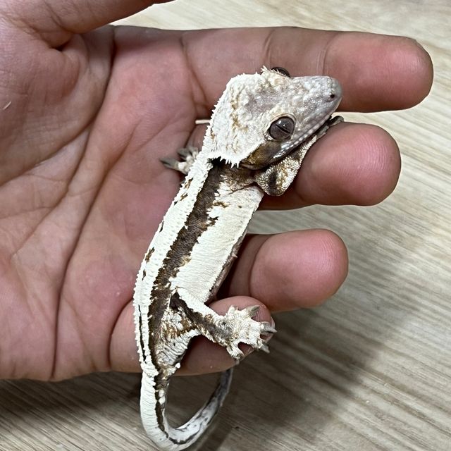 세이블
