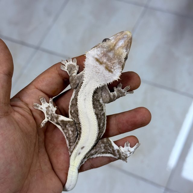 Lilly Axanthic