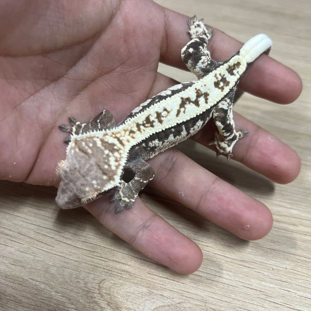 카푸치노