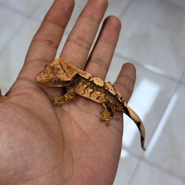 100% Het Axanthic 100% Het Chocho