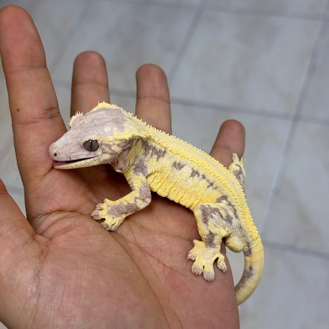 100% Het Axanthic LW Sable
