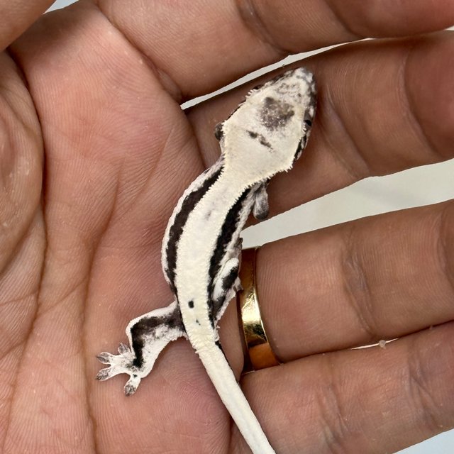 LW Sable Axanthic