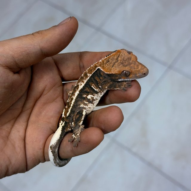 Cappuccino 100% Het Axanthic