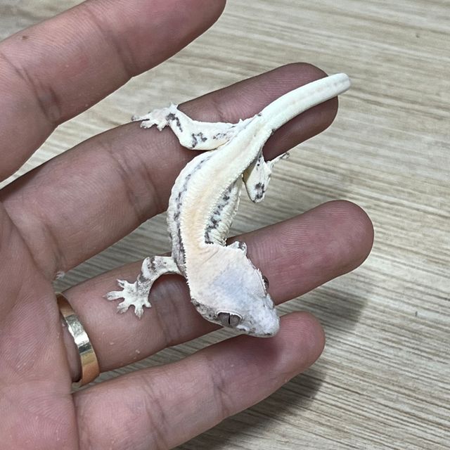 릴리 세이블