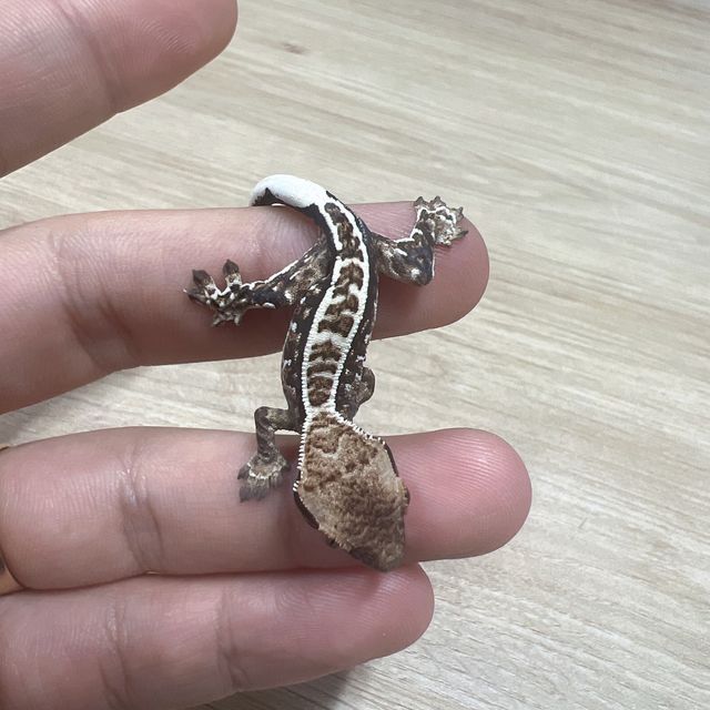 카푸치노