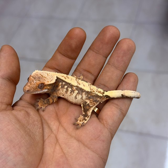 세이블 100%헷아잔틱