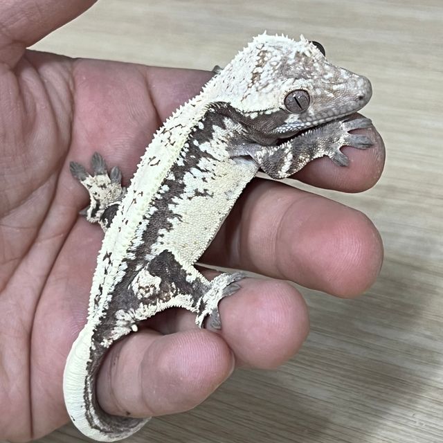 세이블