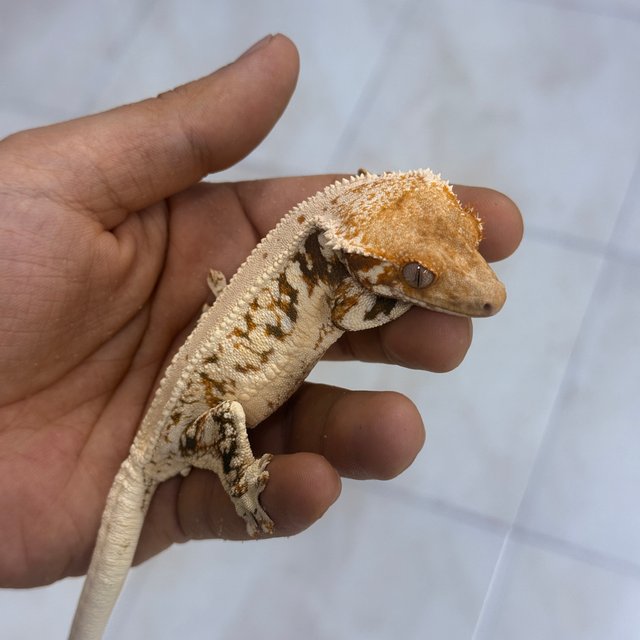 Lilly White