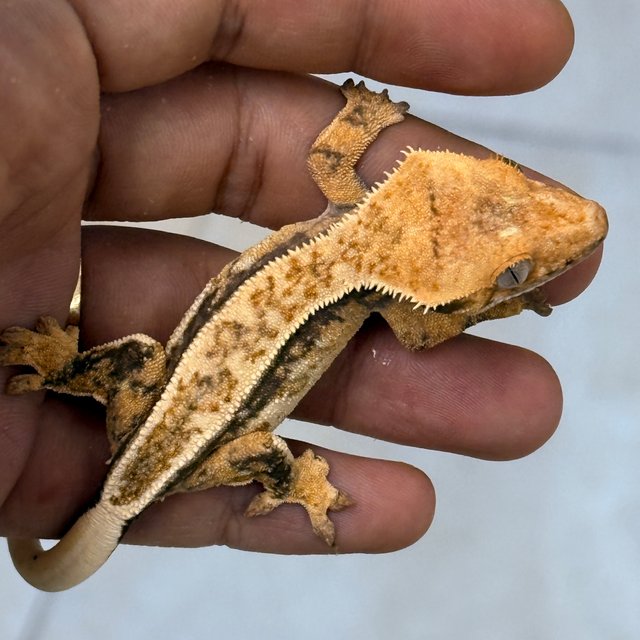 Normal 100% Het Axanthic
