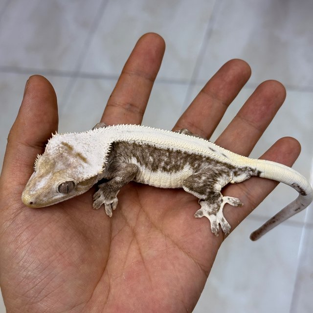 Lilly Axanthic