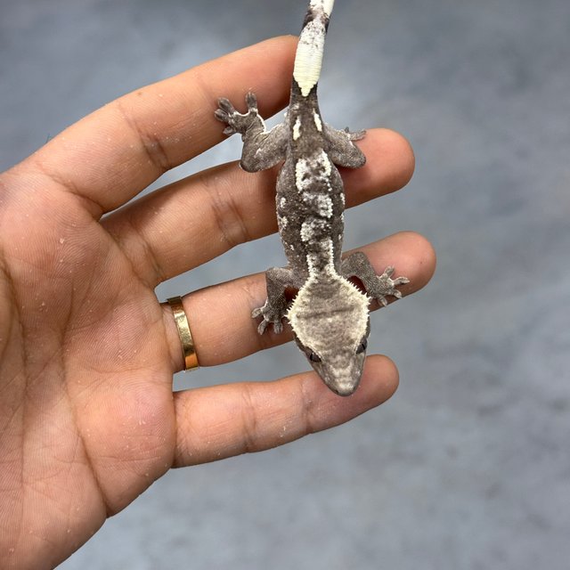 Axanthic