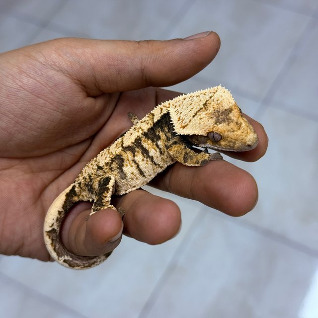 Normal 100% Het Axanthic