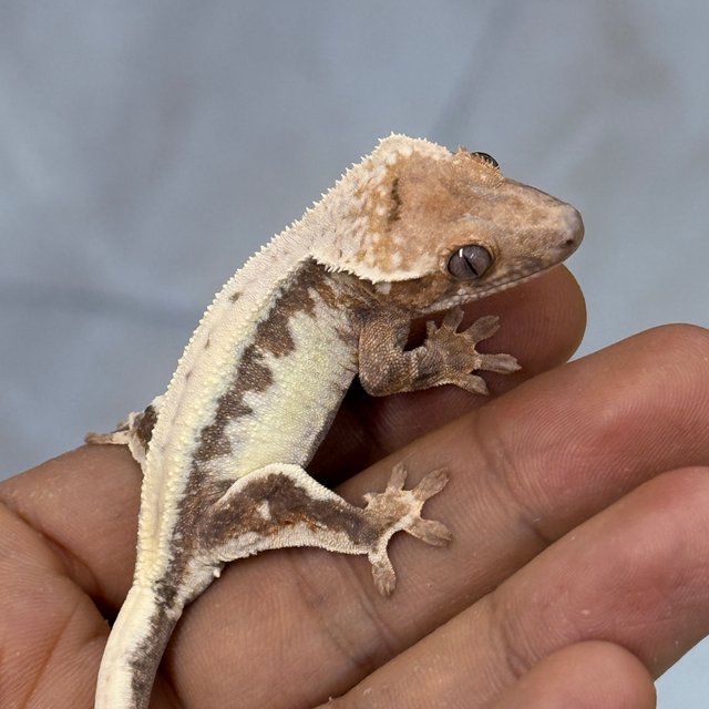 LW Sable 100% Het Axanthic